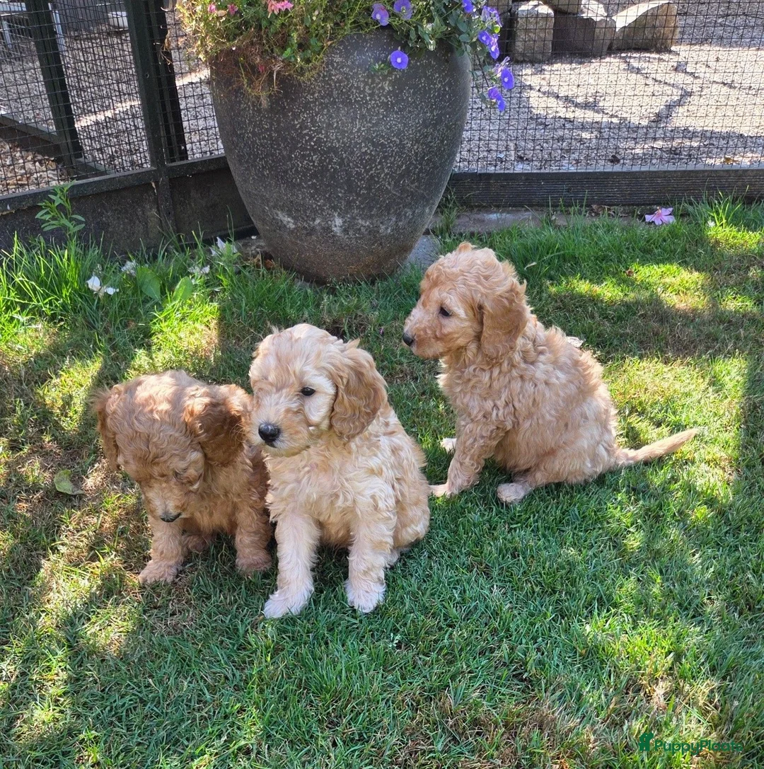 Labradoodle honden te koop: Labradoodle pups kleine maat reutjes F3  - Advertentie 2