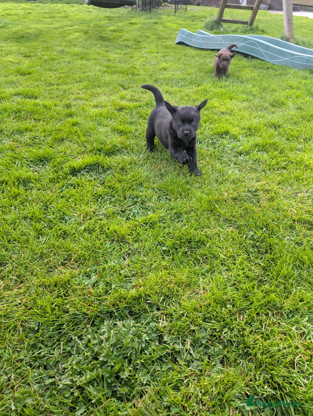 Labrador Retriever honden te koop: Prachtige labrador pups!  in Tienhoven - Advertentie 2