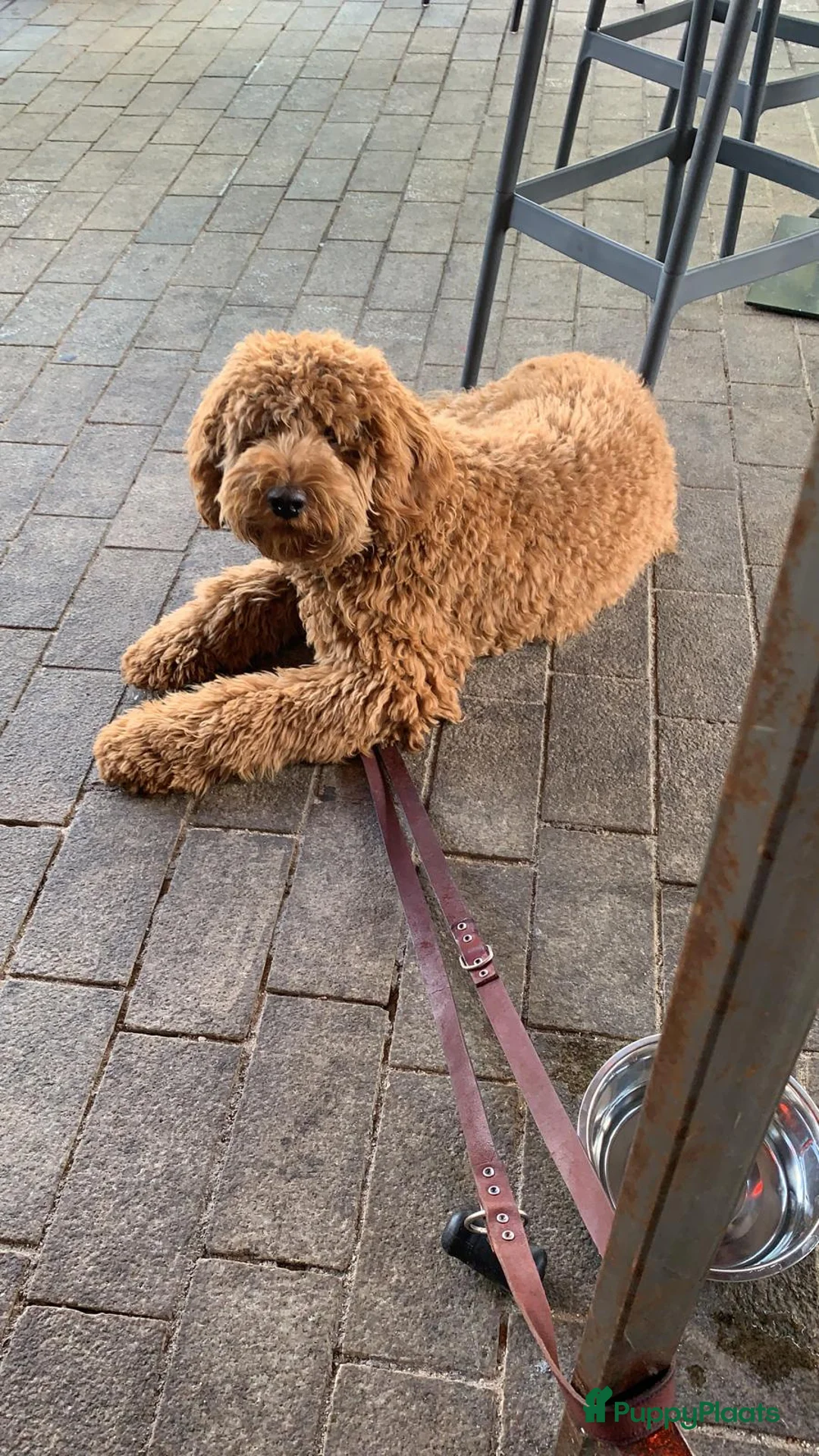 Labradoodle honden ter dekking: KNAPPE AUSTRALIAN LABRADOODLE DEKREU PUK in Breda - Advertentie 5