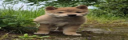 Kruising honden te koop: Shiba inu pups 8 weken (kwart pomeriaan) - Advertentie 18