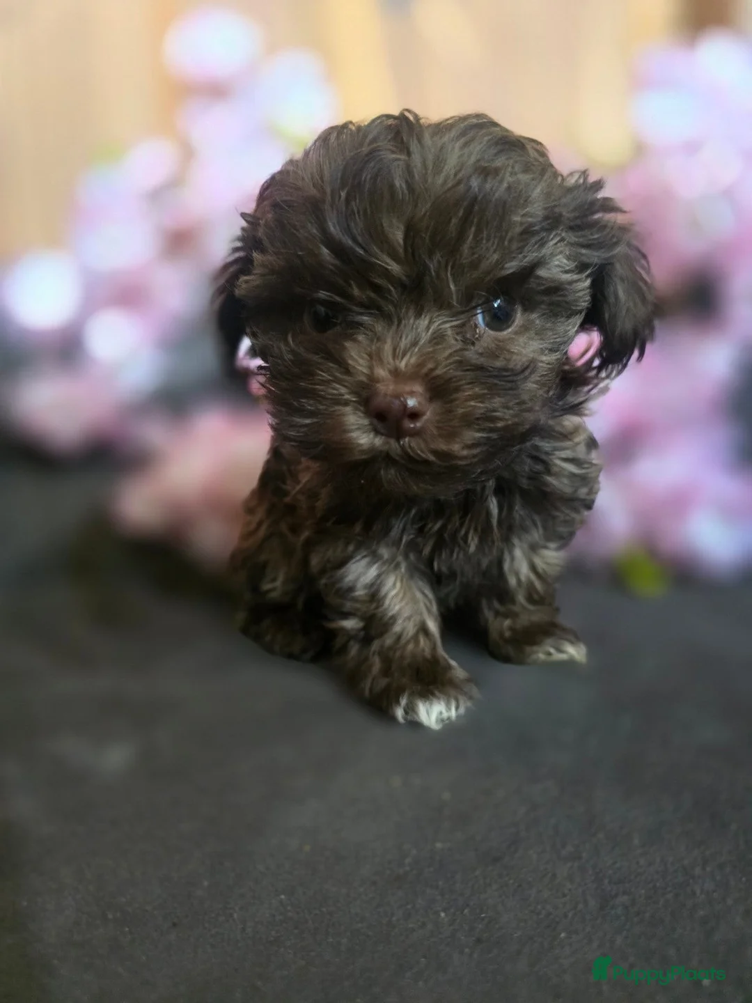 Bolonka Zwetna honden te koop: Bolonka zwetna pups - Advertentie 6