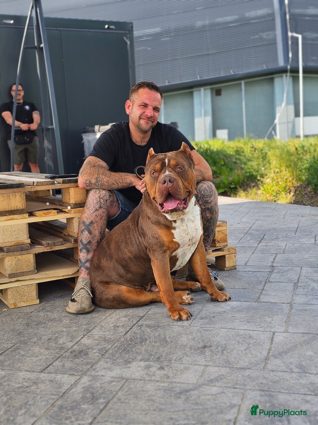 Amerikaanse Bully honden te koop: Pups Bully XL beide ouders kampioen - Advertentie 10