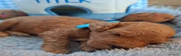 Australian Labradoodle honden te koop: Medium Australian Labradoodles  - Advertentie 9