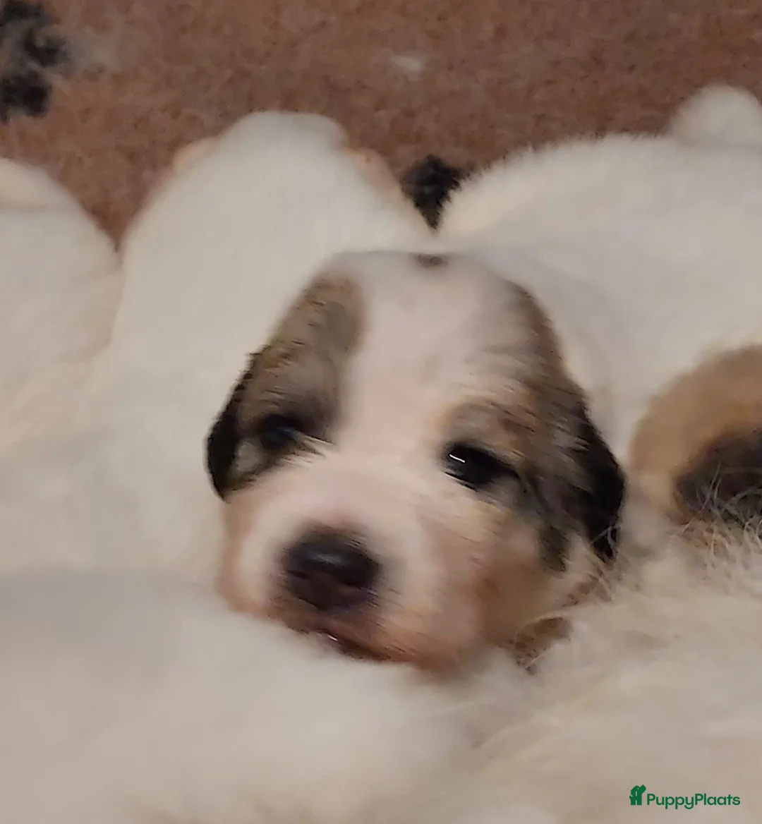 Pyreneese Berghond honden te koop: Pyreneese berghond pups - Advertentie 2