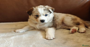 Kruising honden - Advertentie 8