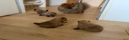 Pomeriaan honden ter dekking: Pomeriaan dekreu - Advertentie 7