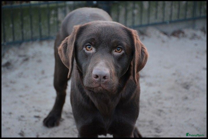 Labrador Retriever honden Labrador Dekreu met stamboom ECVO, HD A, ED Vrij - Advertentie 1