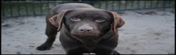 Labrador Retriever honden ter dekking: Labrador Dekreu met stamboom ECVO, HD A, ED Vrij - Advertentie 1
