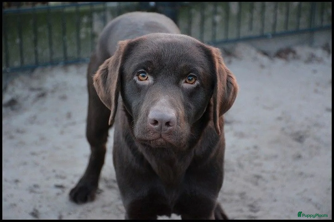 Labrador Retriever honden ter dekking: Labrador Dekreu met stamboom ECVO, HD A, ED Vrij - Advertentie 1