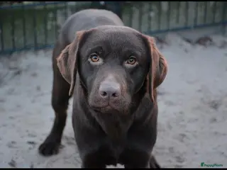 Labrador Retriever honden Labrador Dekreu met stamboom ECVO, HD A, ED Vrij - Advertentie 1