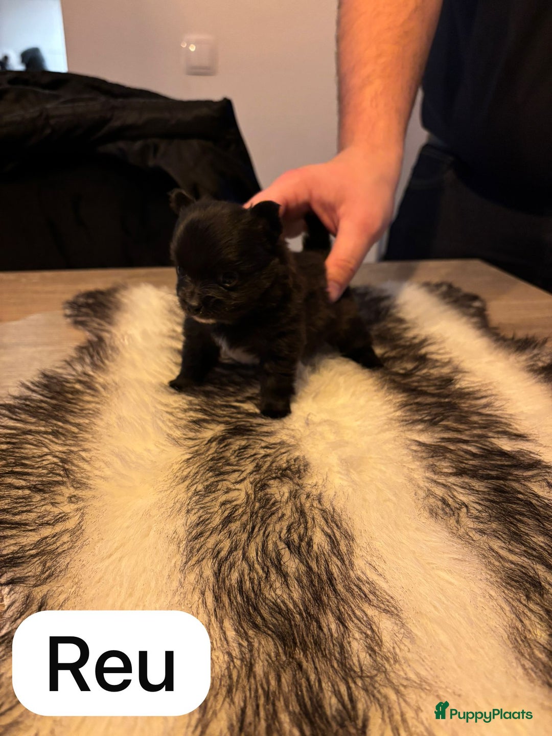 Pomeriaan honden te koop: Pomchi pups - Advertentie 4