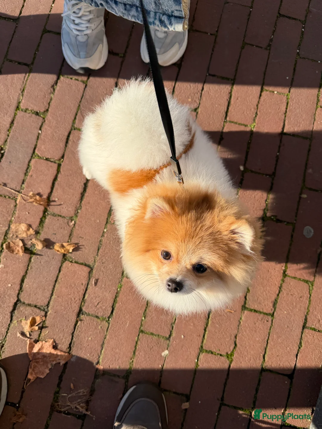 Pomeriaan honden te koop: Mikkie Pomperiaan - Advertentie 2