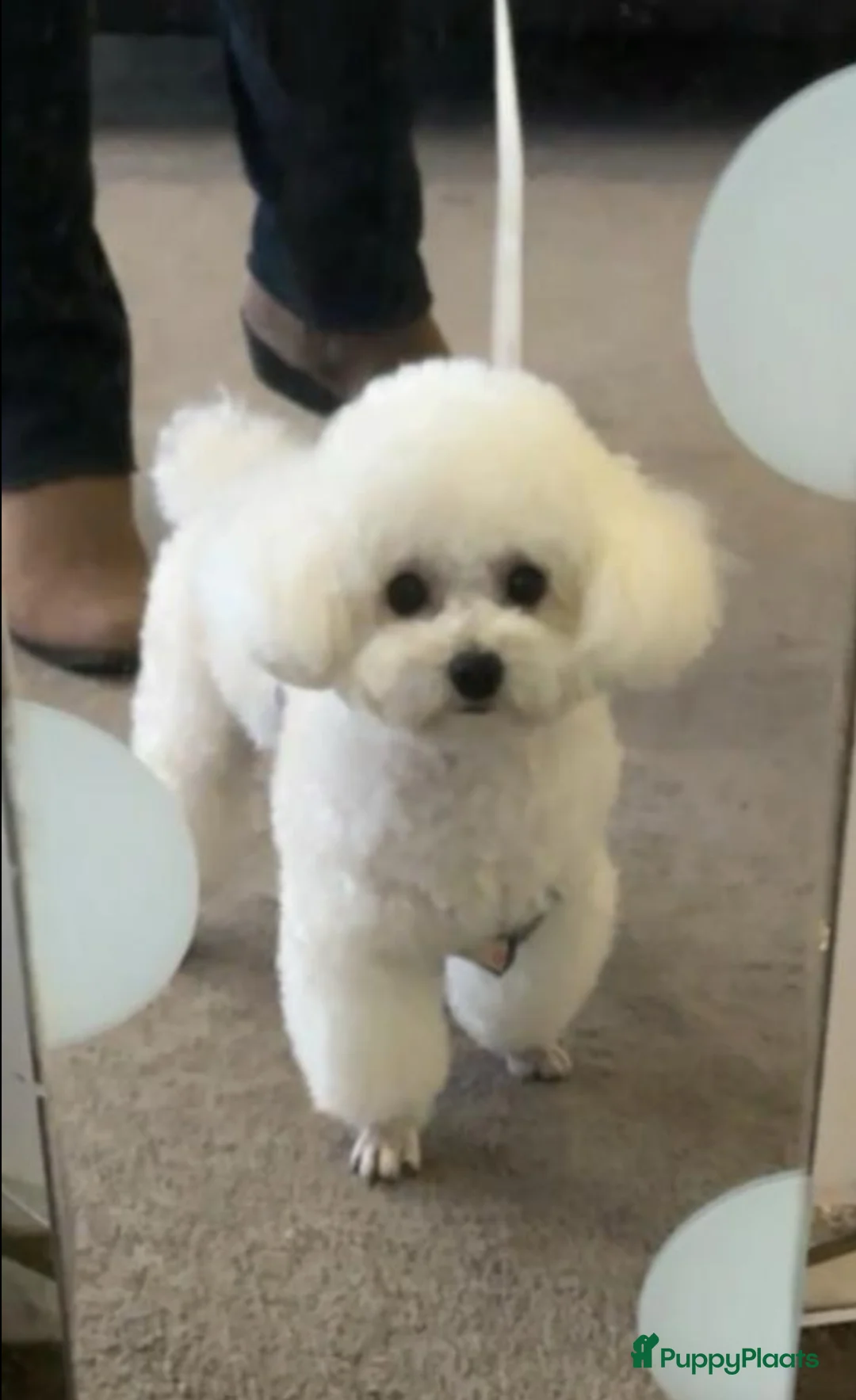 Poedel Toy honden te koop: Toy Poedel pups - Advertentie 3