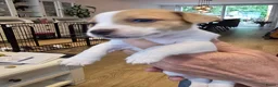 Jack Russel Terriër honden te koop: Nog 3 prachtige reutjes te koop - Advertentie 6