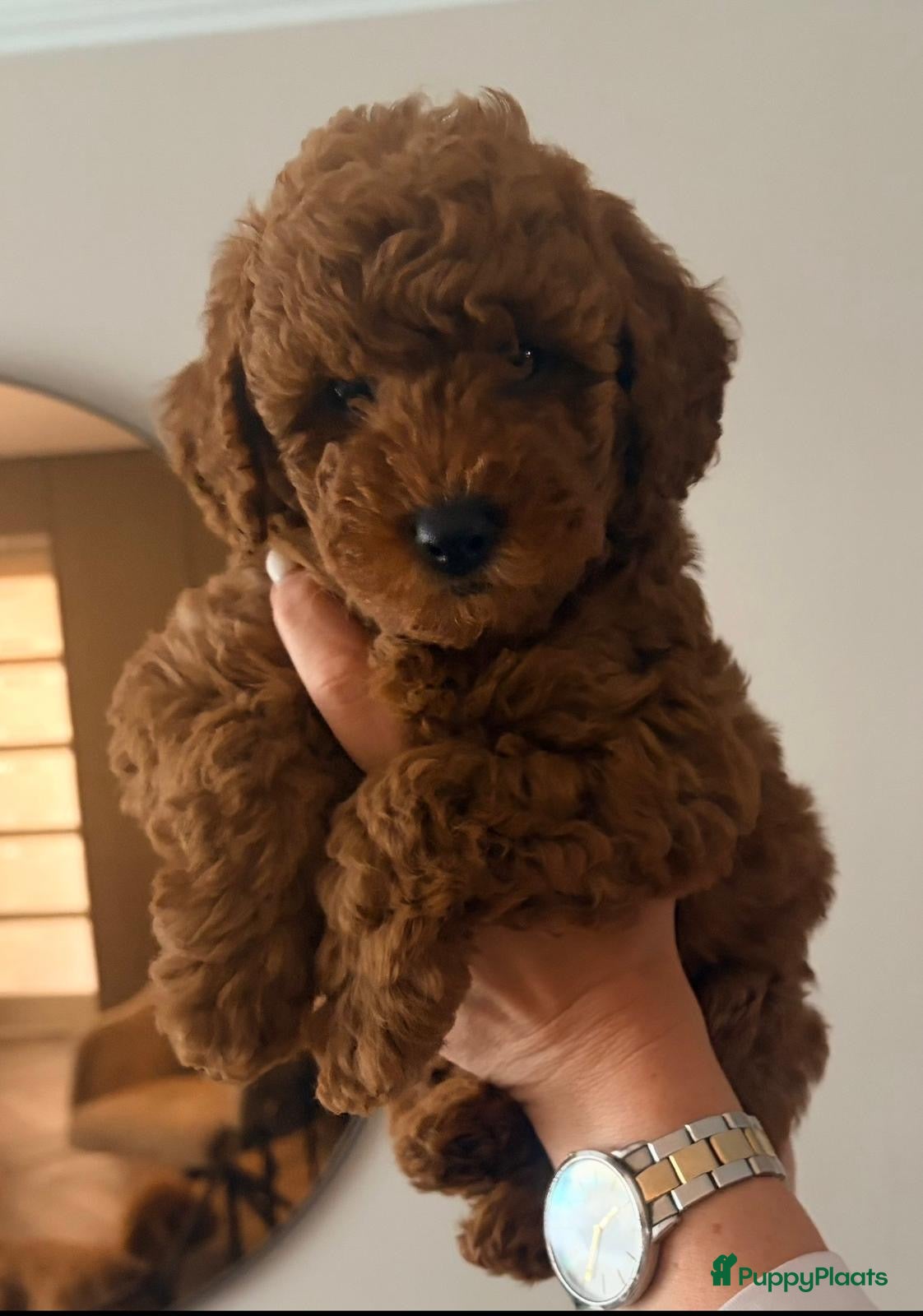 Dwergpoedel honden 🐾 2 prachtige dieprode dwergpoedel puppy’s 🐾 - Advertentie 2