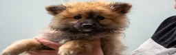 Kruising honden te koop: 4 Prachtige Keeshond/Pomeriaan pups (Oranje-Sabel) in Den Haag - Advertentie 18