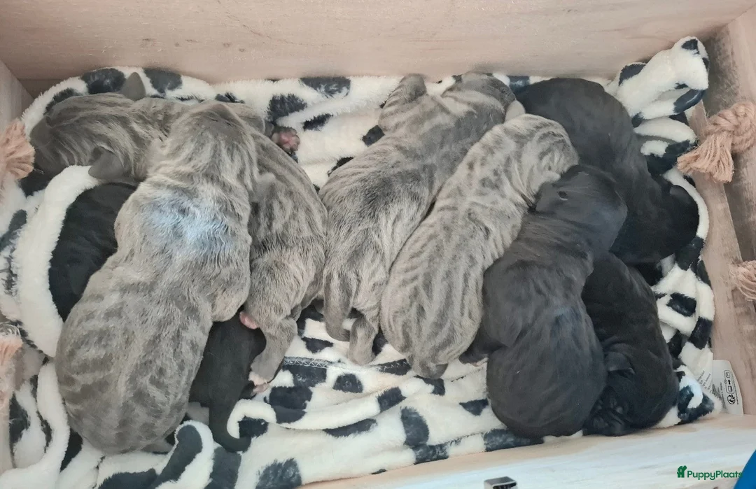 Cane Corso honden te koop: Cane Corso puppy's te koop - Advertentie 1