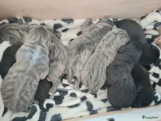 Cane Corso honden Cane Corso puppy's te koop - Advertentie 3