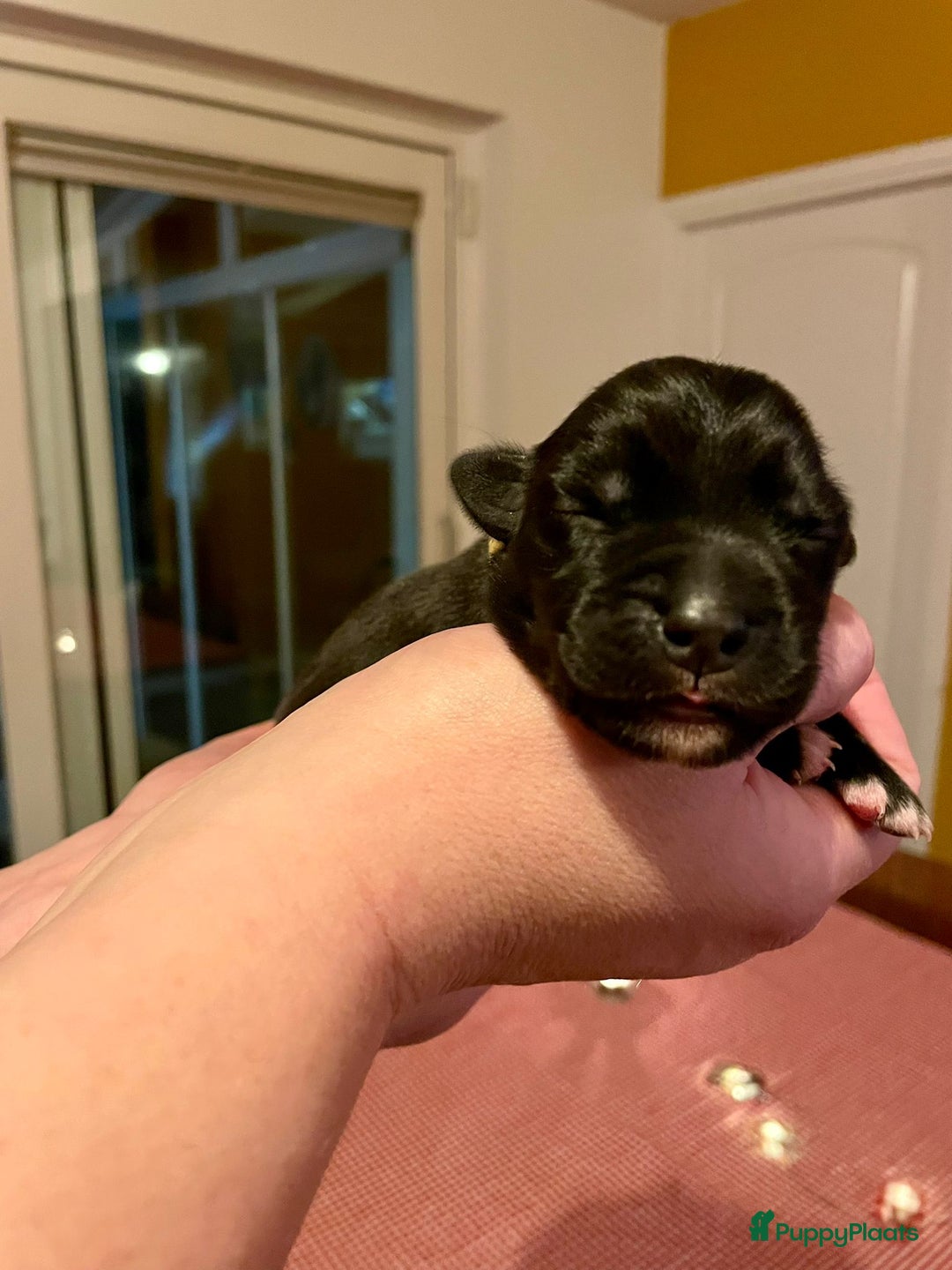 Kruising honden te koop: Boulab pups (Labrador/Berner Senner)  - Advertentie 8