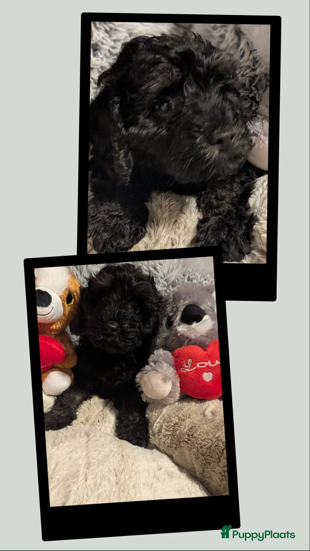 Labradoodle honden te koop: Toy Poedel 🐕 Doodle Mini 🐕 OudersGetest ! - Advertentie 2