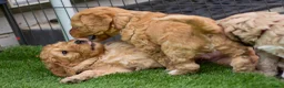 Australian Labradoodle honden te koop: Medium Australian Labradoodle puppy's - Advertentie 19