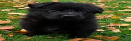 Duitse Herder honden te koop: Duitse herder pup nog 1 reu beschikbaar. - Advertentie 13