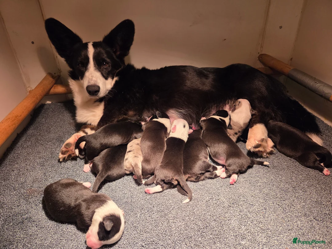 Welsh Corgi Cardigan honden te koop: Welsh Corgi Cardigan pups Blue Merle en Tricolor  in Schijndel - Advertentie 2