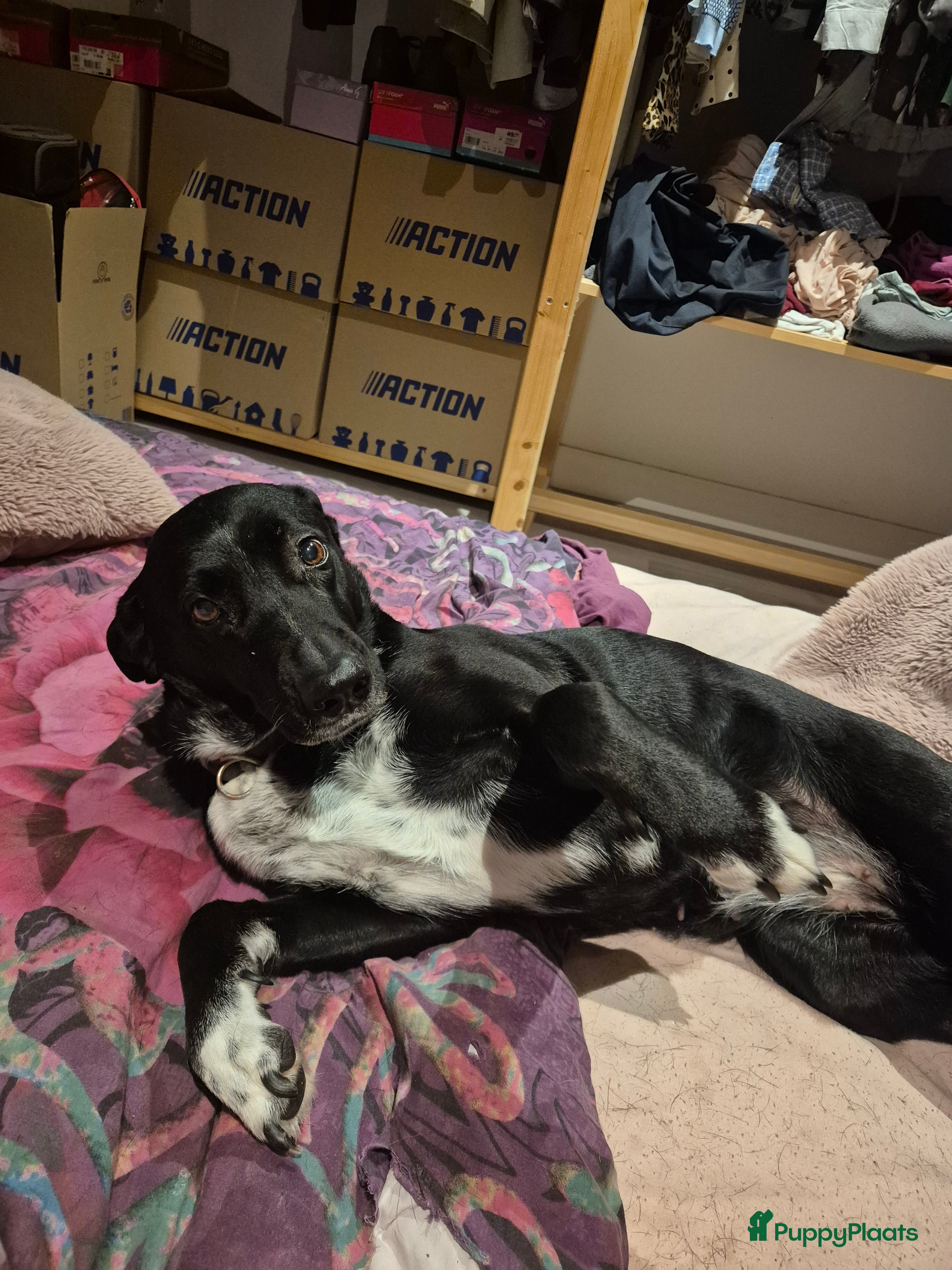 Kruising honden Nube een echte vriendin en schoothondje - Advertentie 1