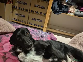 Kruising honden Nube een echte vriendin en schoothondje - Advertentie 1