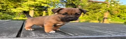 Jack Russel Terriër honden te koop: Prachtige Jack Russel Puppy’s  - Advertentie 15