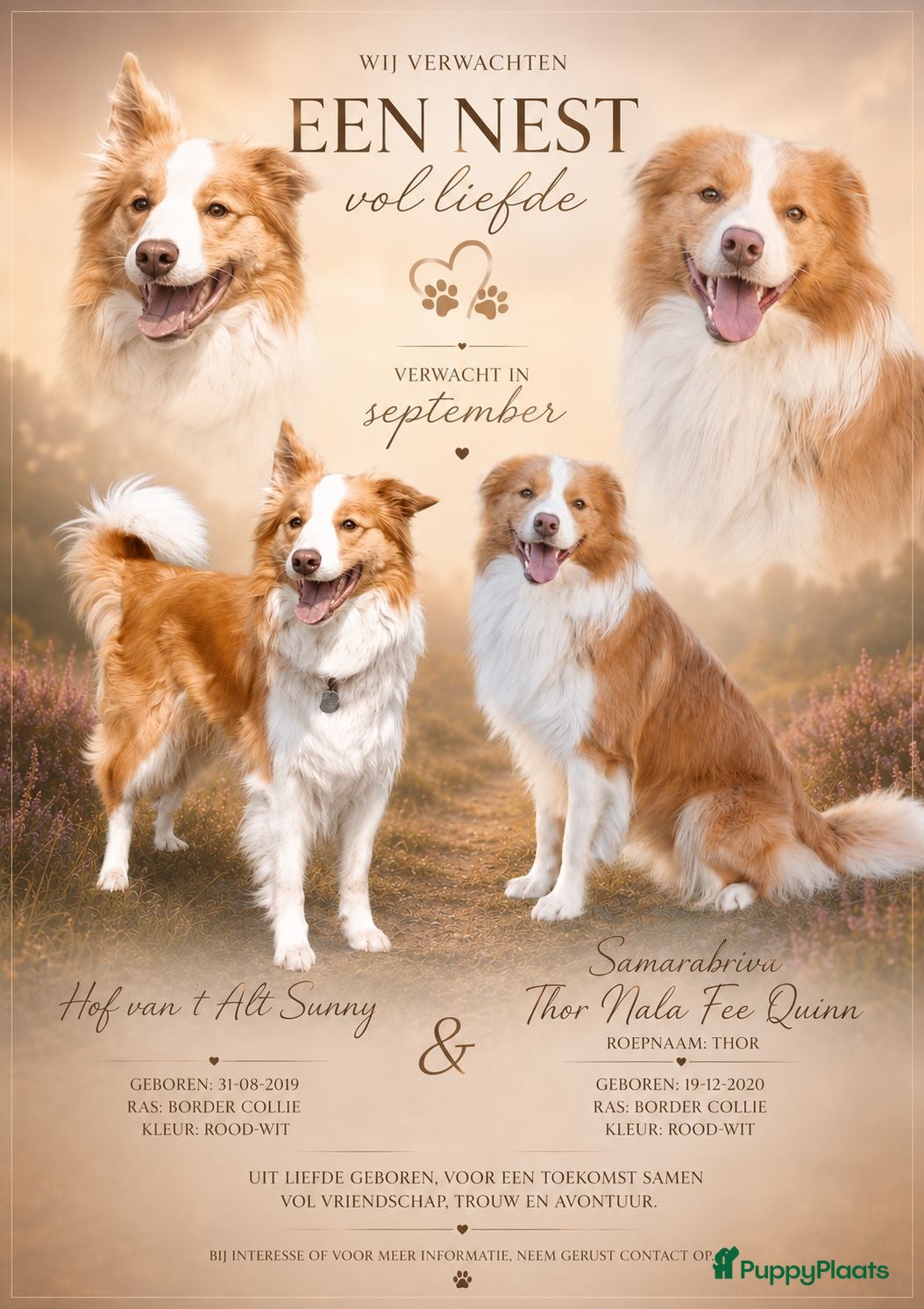 Border Collie honden Verwacht; prachtige ee-red border collie pups - Advertentie 2