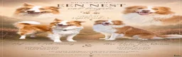 Border Collie honden te koop: Verwacht; prachtige ee-red border collie pups - Advertentie 1
