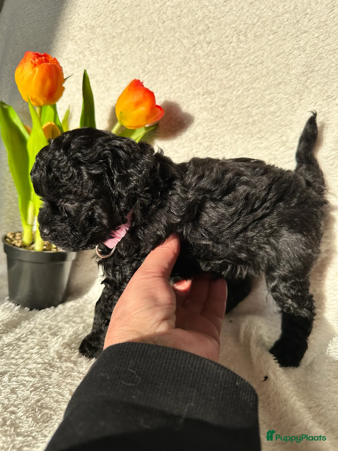 Poedel Toy honden te koop: Toypoedel pups (mini toypoedel) toypoodle puppy’s  - Advertentie 25