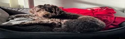 Australian Labradoodle honden te koop: Labradoodle pups - Advertentie 19