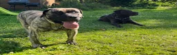 Presa Canario honden te koop: Presa canario pups teefjes FCI - Advertentie 3