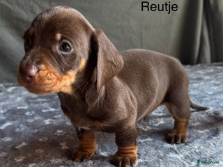 Teckel (korthaar) honden Teckel pups choco tan / black and tan - Advertentie 1