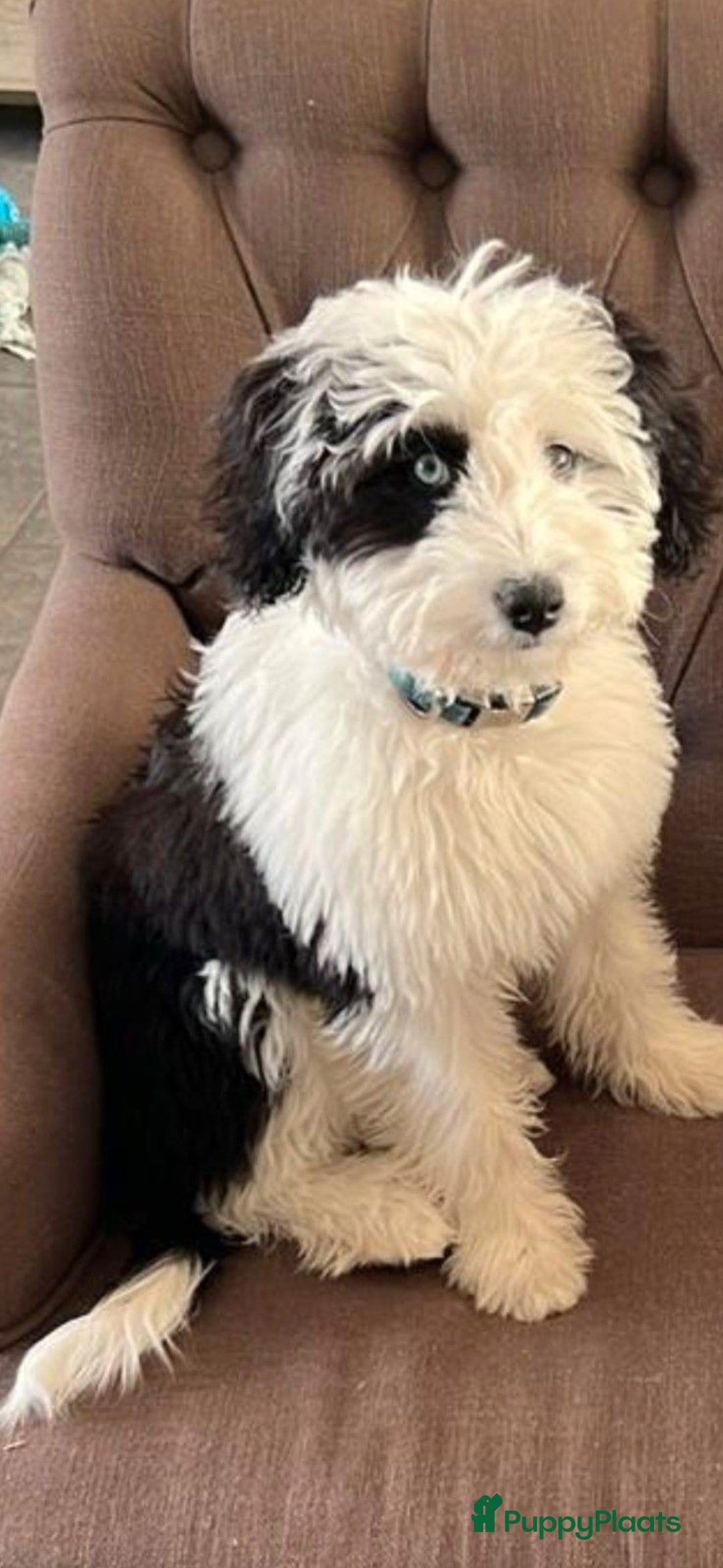 Kruising honden te koop: Mooi, lief en slim! hypoallergene Spaanse aussies - Afbeelding 6
