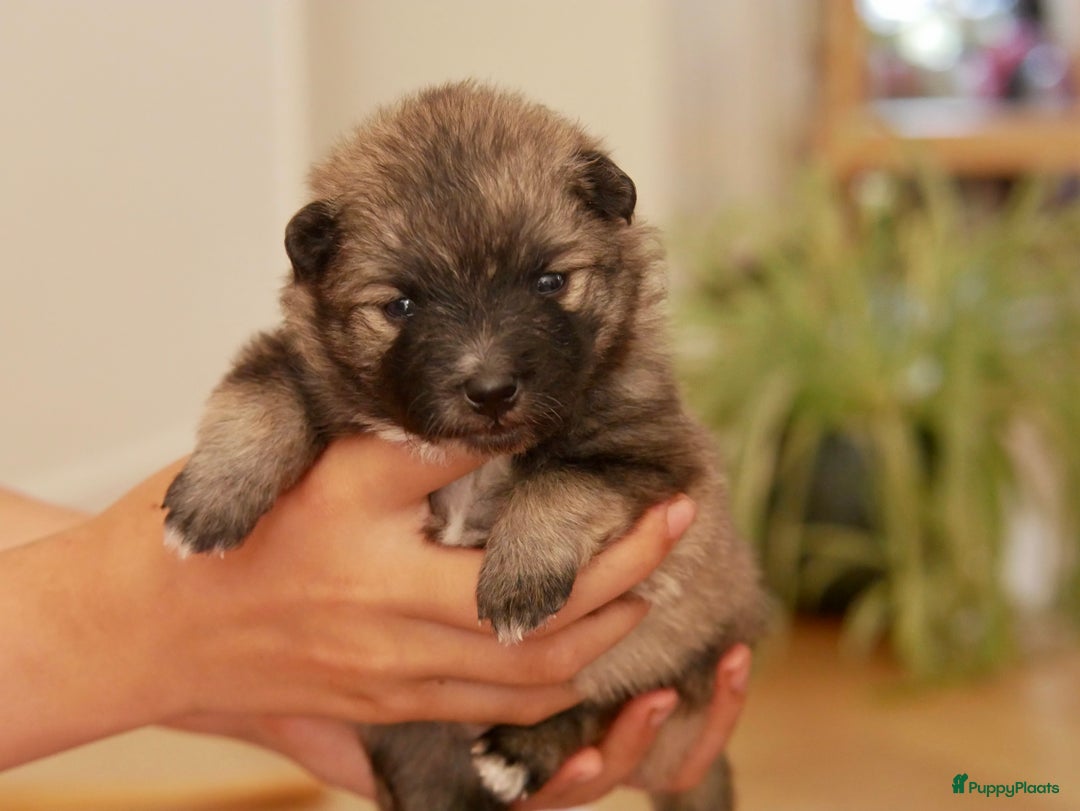 Keeshond honden te koop: Kruising Keeshond X Japanse Spits - Afbeelding 12