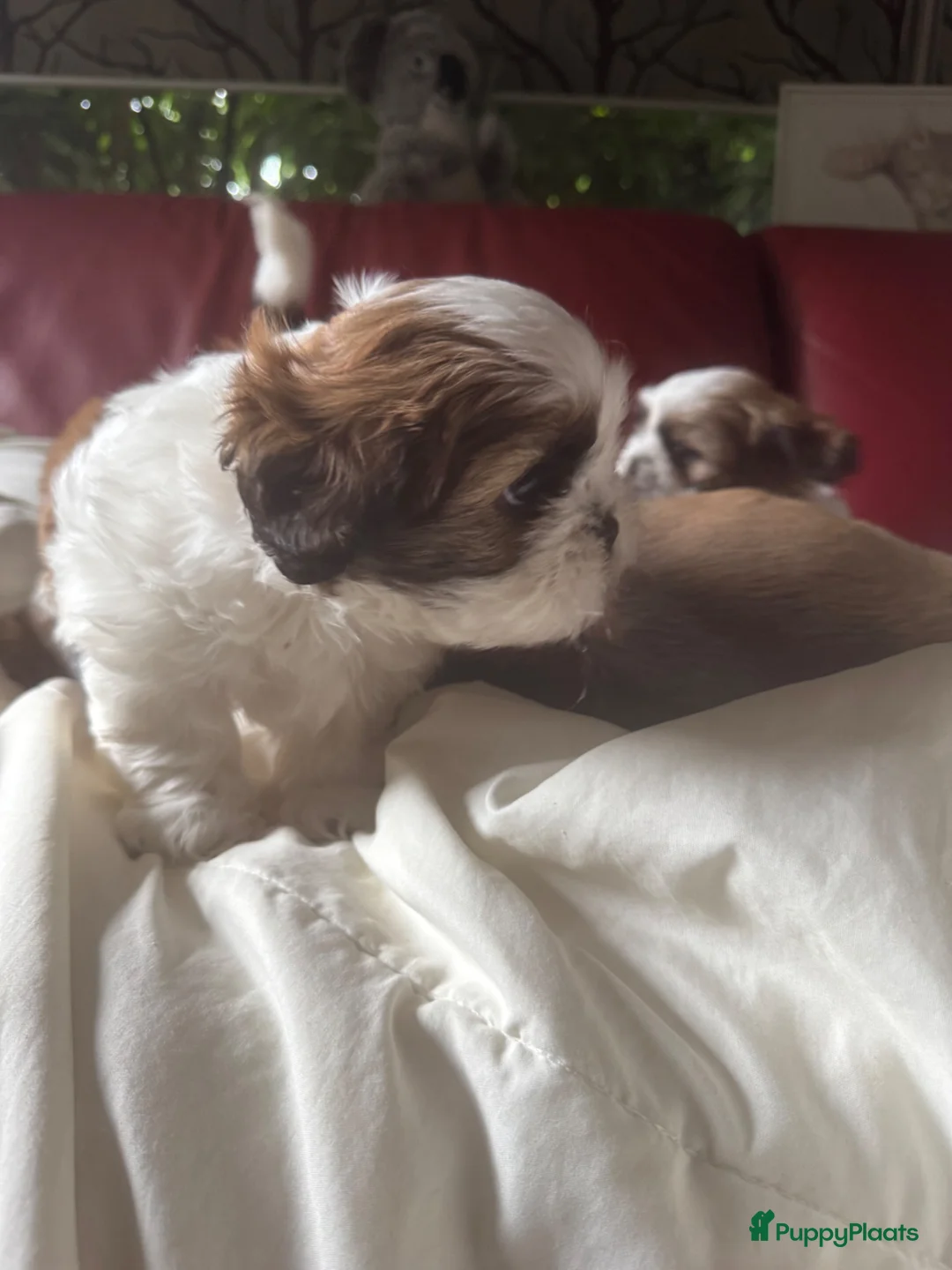 Shih Tzu honden te koop: Shitzu puppy  - Advertentie 1