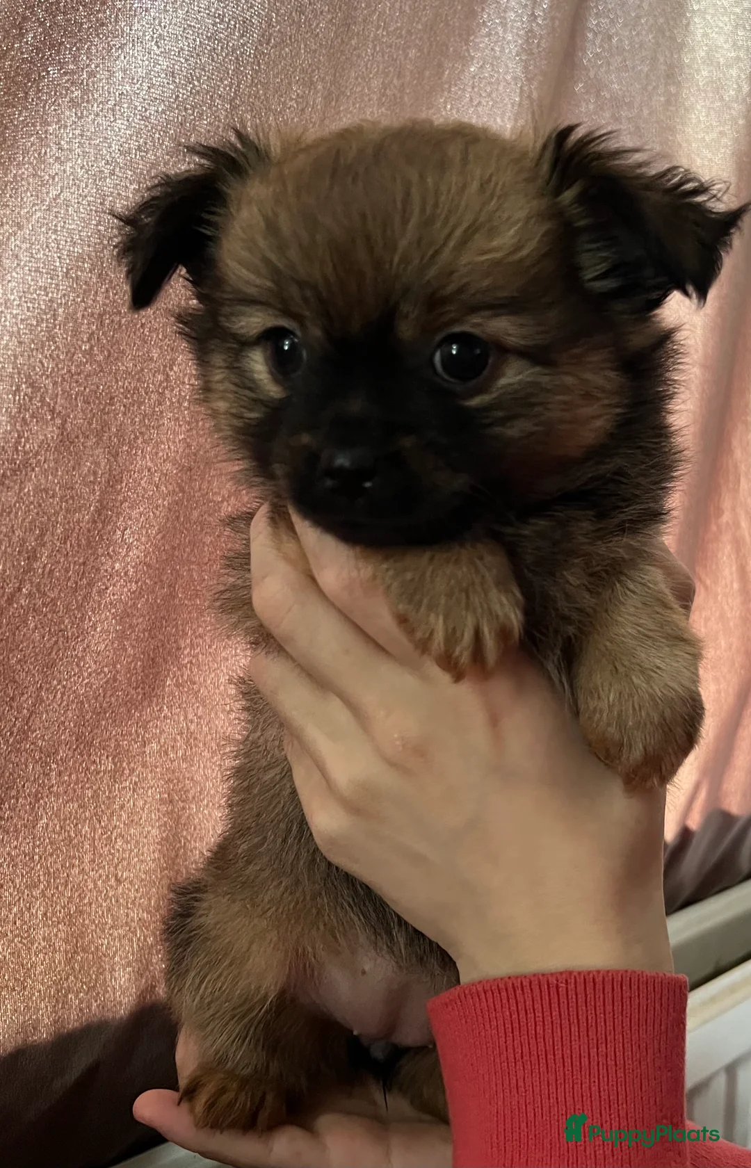 Pomchi honden te koop: Lieve Pomchi pups - Advertentie 7