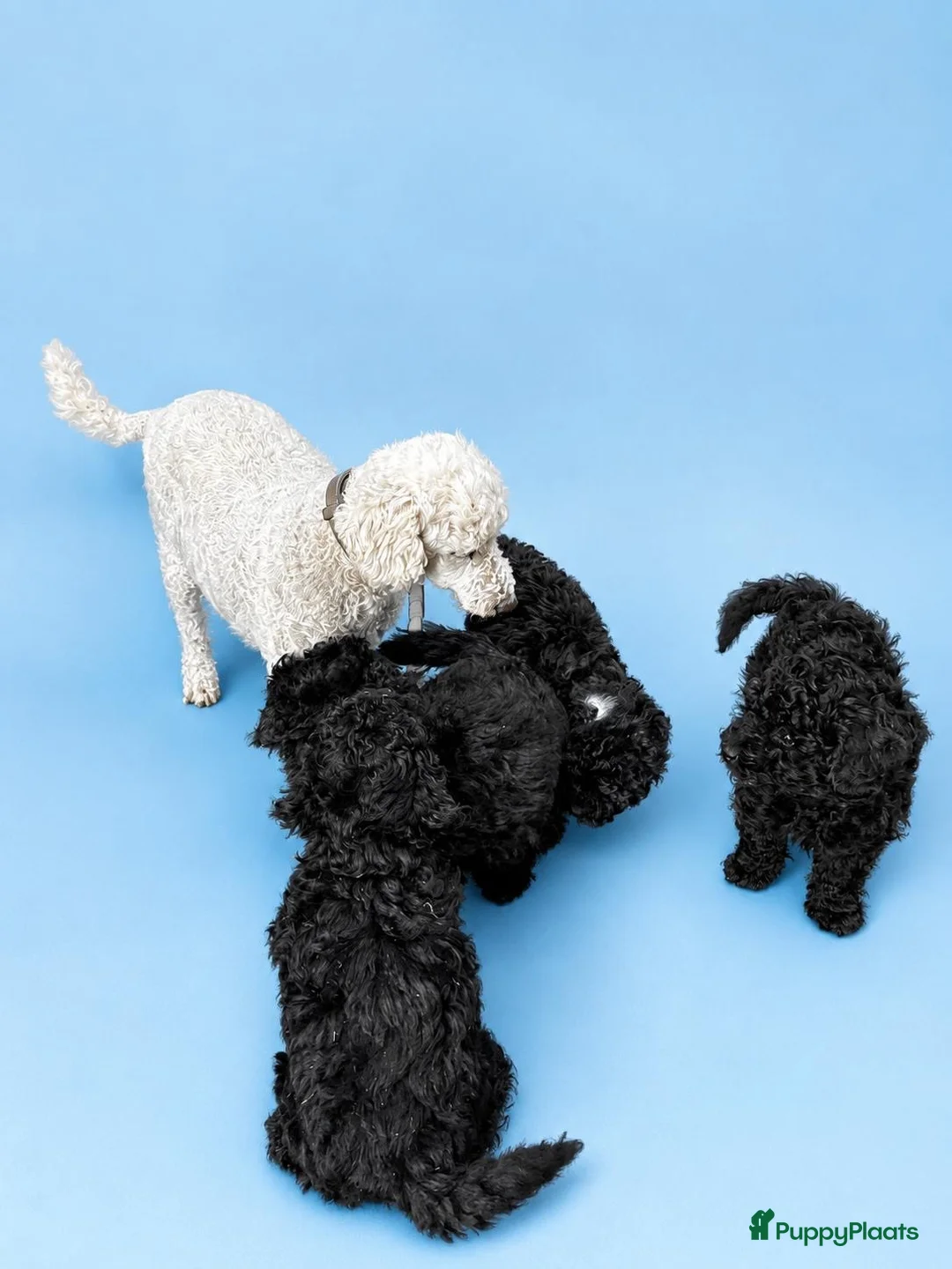 Poedel Toy honden te koop: Toypoedel - Advertentie 2