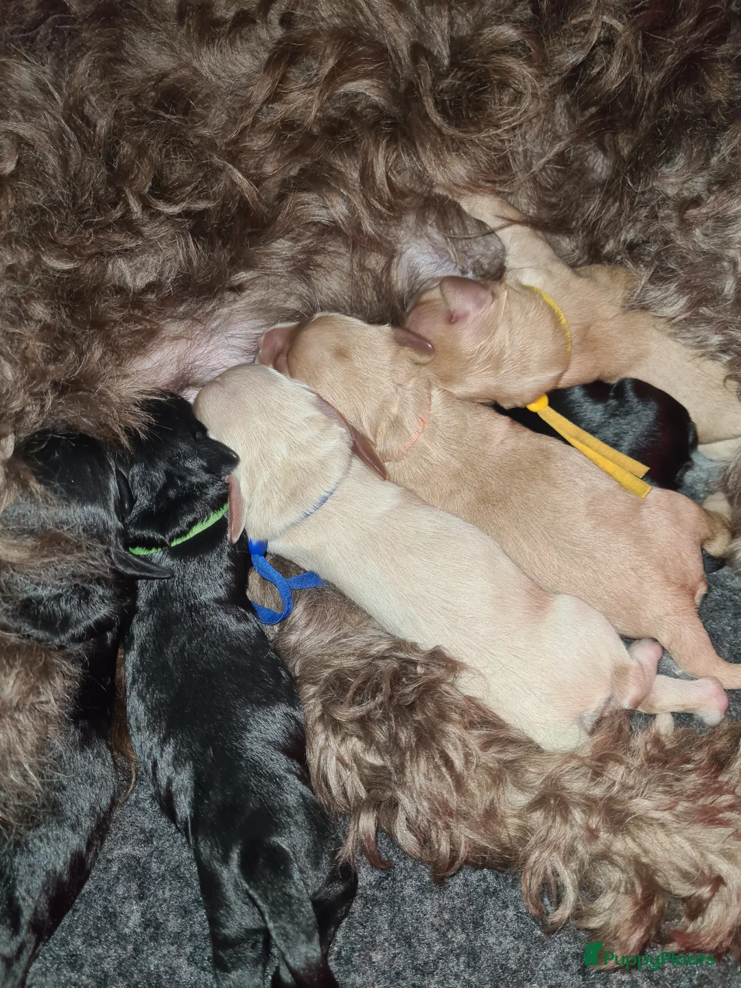 Cockapoo honden te koop: Cockapoo pups - Advertentie 5