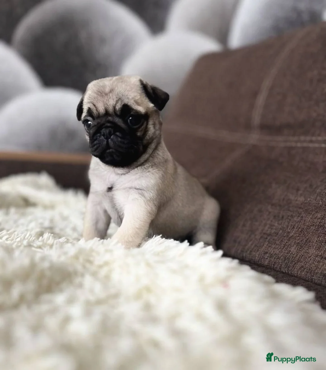 Mopshond honden te koop: Mopshond  puppy’s  in Pijnacker - Advertentie 3