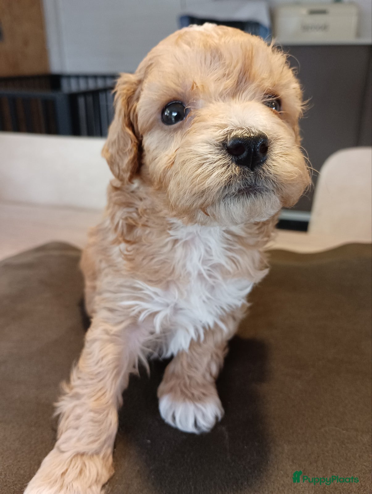 Maltipoo honden Maltipoo pups beschikbaar  - Advertentie 1