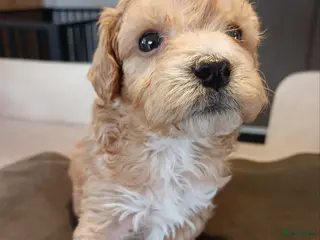 Maltipoo honden Maltipoo pups beschikbaar - Advertentie 1