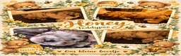 Kruising honden te koop: 🧸TeddyPoo |ToyPoedelXTeddydog 🤎Ouders Aanwezig❣️ - Advertentie 39