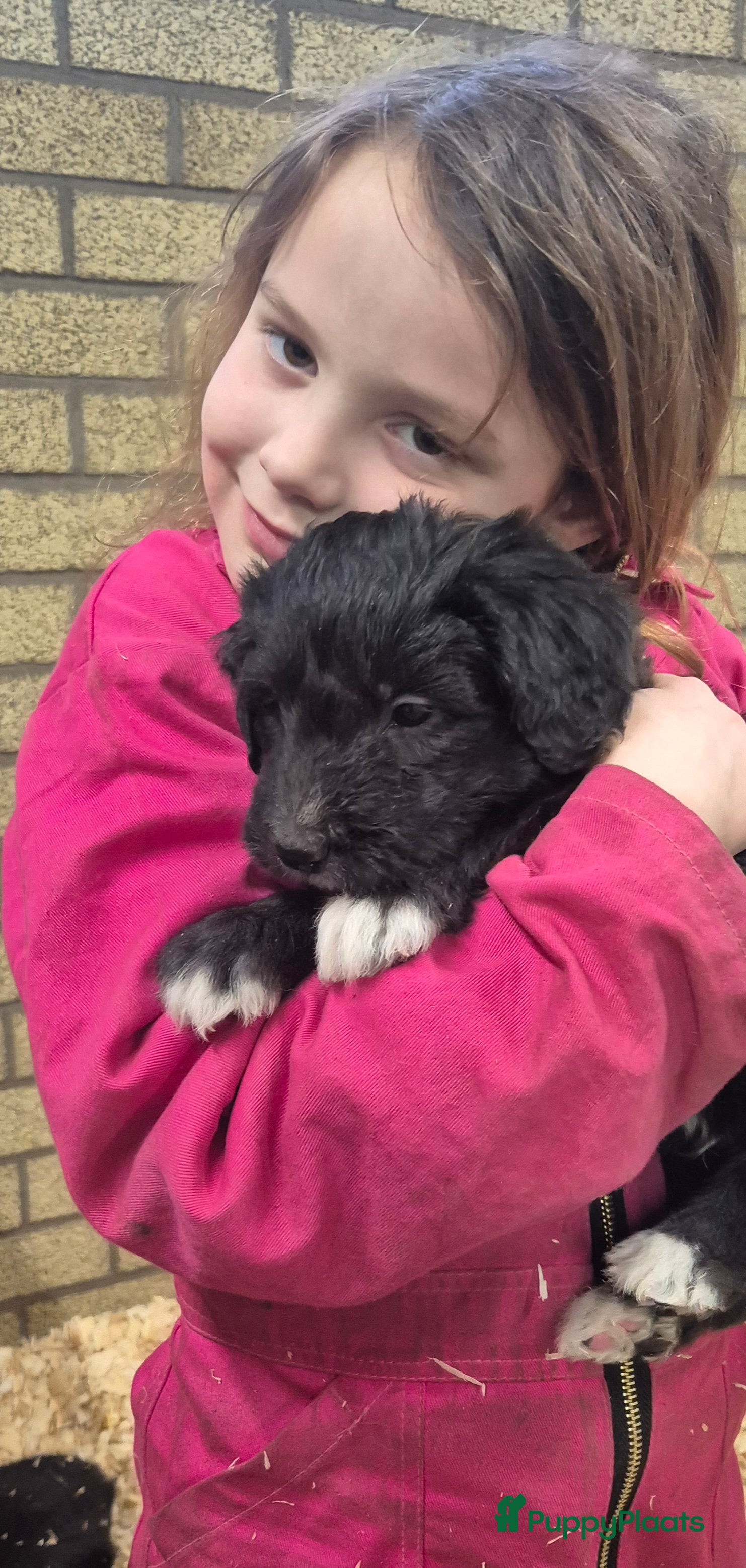 Kruising honden Bordoodle pups (F1) - nog 5 beschikbaar - Advertentie 1