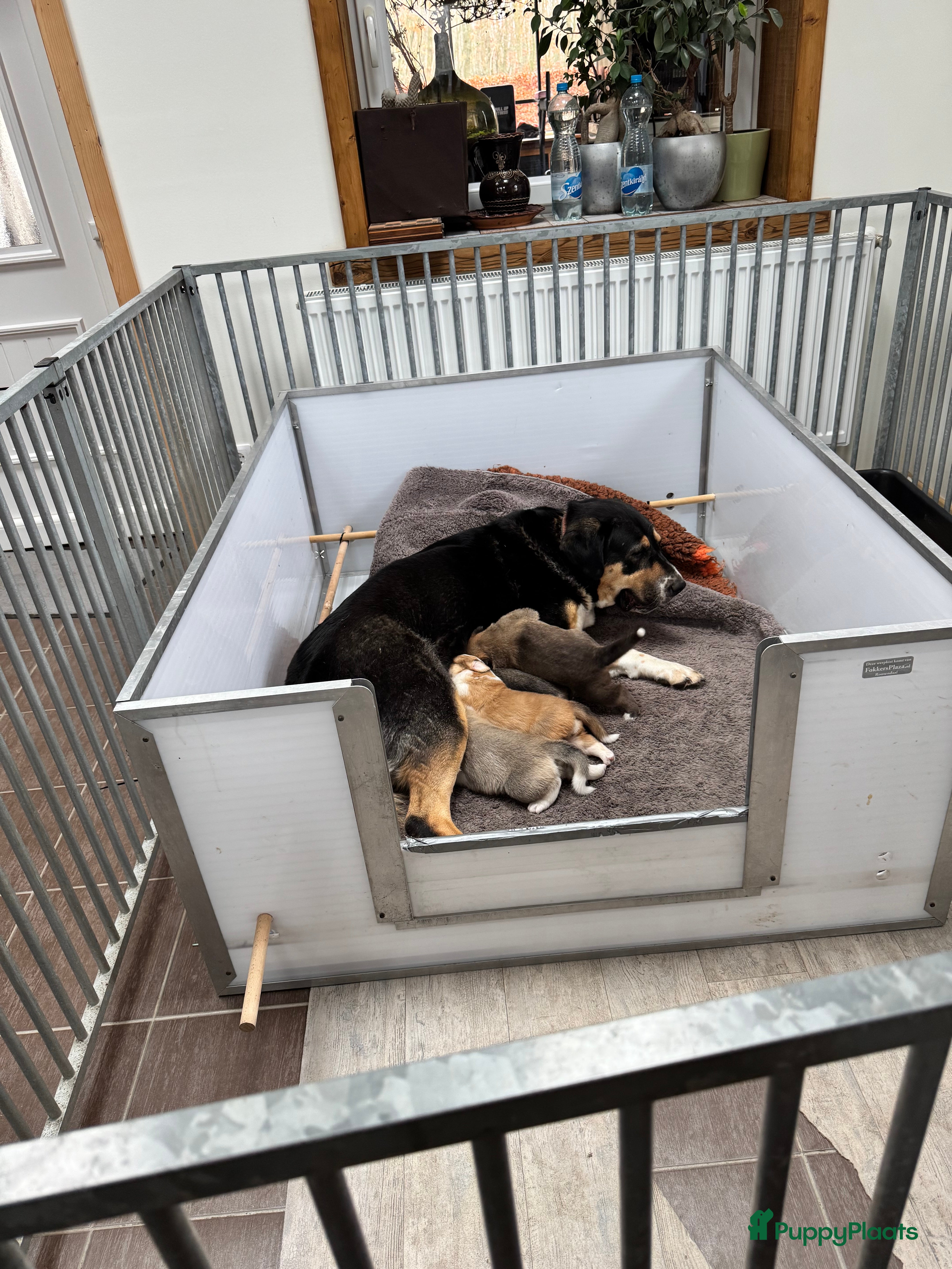 Alabai honden Prachtige Alabai - Central Asian Ovcharka teef  - Advertentie 2