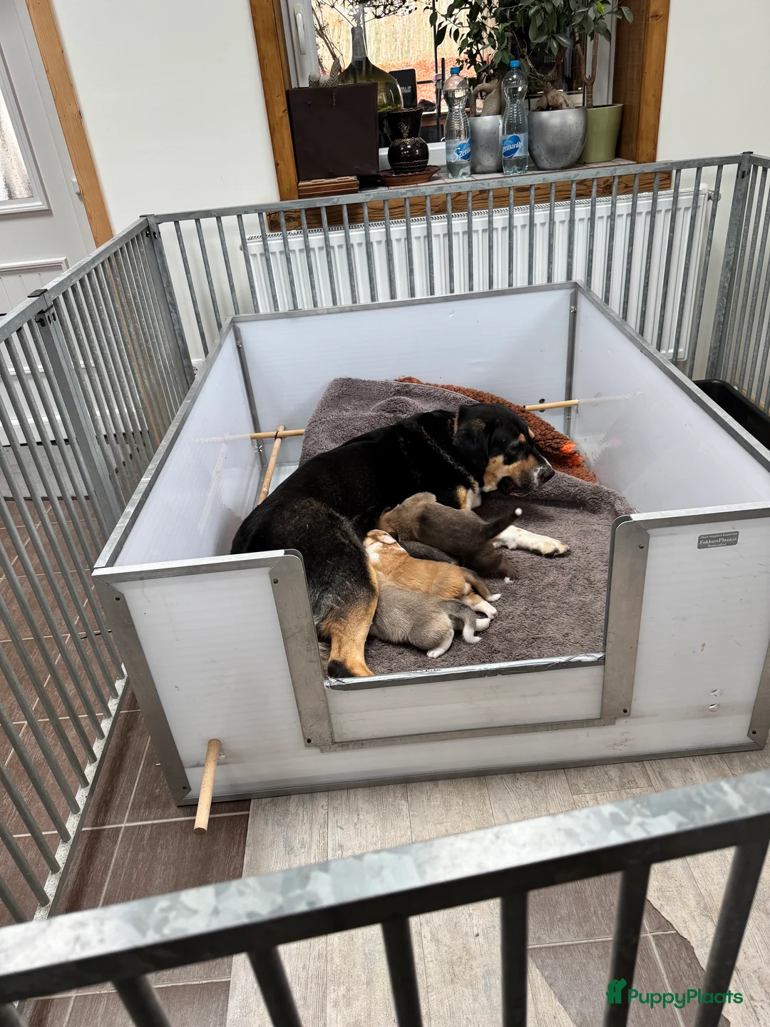 Alabai honden te koop: Prachtige Alabai - Central Asian Ovcharka teef  - Advertentie 2