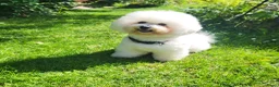 Bichon Frisé honden te koop: Koningshond: Bichon Frisé - Advertentie 6